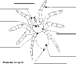 Label the External Spider Anatomy Diagram Printout