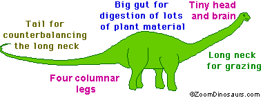 A sauropod